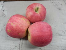 森県産りんご　3種詰合せ　ダンボール入り約10kg　キズ有り（ふじ・王林・ジョナゴールド）_画像5