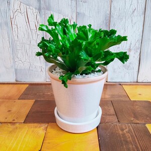 【観葉植物】アスプレニウム レズリー 受皿付