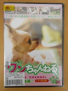 DVD レンタル版 ワンちゃんねるー誕生編ー ドラマ完全版 柴山幸一郎 関谷彩花