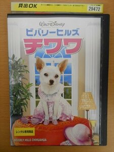 DVD レンタル版 ビバリーヒルズ　チワワ