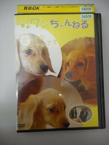 DVD レンタル版 ワンちゃんねる　三つ子のミニチュアダックスフンド　柴山幸一郎　関谷彩花　みゆこ