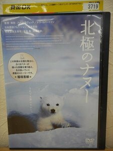 DVD レンタル版 ドキュメント 北極のナヌー