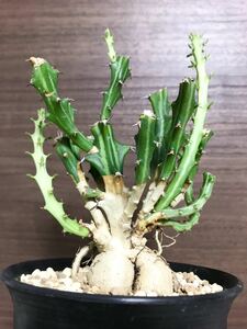 ユーフォルビア クンチー コーデックス 塊根植物 ◆ パキポディウム グラキリス アガベ チタノタ ビカクシダ