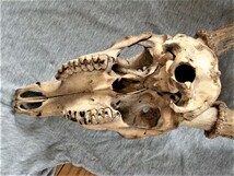 《骨格標本》◆鹿の角◆頭蓋骨■ニューカレドニア産_画像9