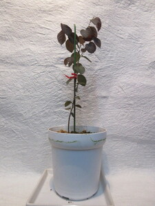 トキワマンサク　赤葉赤花　実生2年もの4号鉢　強健・繁殖力旺盛　ECOを追求した建売住宅垣根に植込まられるくらい強健・殖力旺盛
