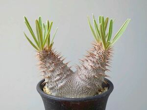 グラキリス 二頭 実生 ３年目 パキポディウム 塊根植物 発根済 2頭 ダブルヘッド 双頭