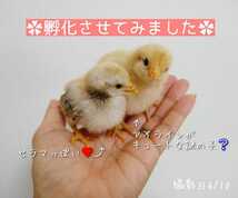 小さい鶏ミックス 有精卵 孵化用 種卵 6個_画像7