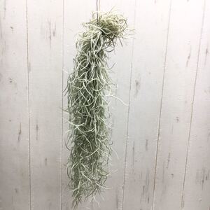 ヤフオク ウスネオイデス アナナス 観葉植物 の落札相場 落札価格 ヤフオク ウスネオイデス アナナス 観葉植物 の落札相場 落札価格