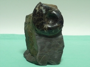 化石/天然母岩置物「アンモナイト化石/母岩付」７５０ｇ■美品
