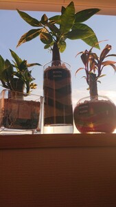 キングバンブー 縁起の良い植物 風水 観葉植物