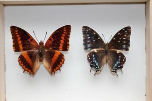 蝶の標本　キオビフタオチョウX１ルリマダラフタオチョウX１箱付き