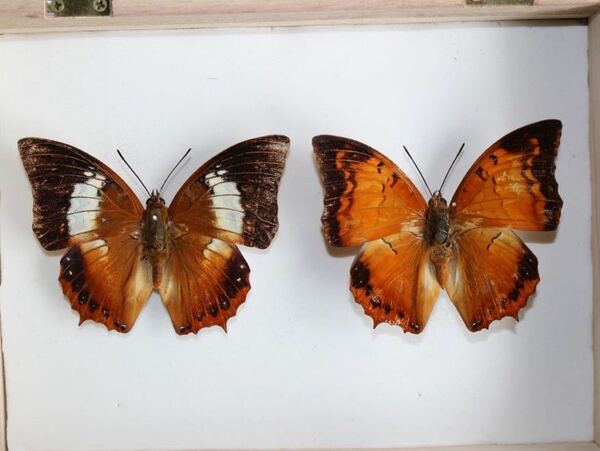 蝶の標本　シロオビチャイロフタオX1 ツマグロチャイロフタオX1 箱付き