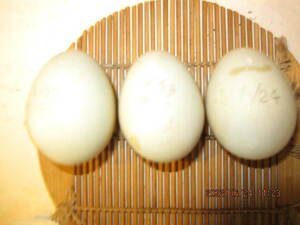 コールダック　３個　異血　純白×白黒　有精卵　（6月２２，２３，２４日)産卵