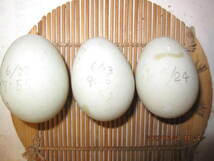 コールダック　３個　異血　純白×白黒　有精卵　（6月２２，２３，２４日)産卵_画像4