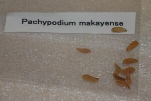 Pachypodium makayense パキポディウム マカイエンセ 魔界玉 種子　5粒