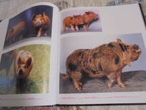 洋書　豚の写真集　PIGS　可愛いブタ　並外れたブタ　優しいブタ　いろいろ_画像8