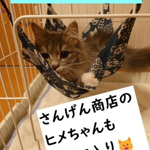 猫用ハンモック　ブルー