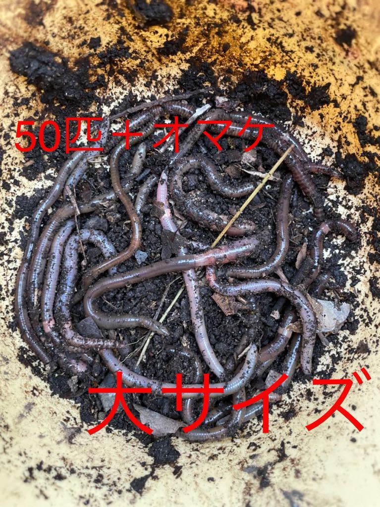ウナギ養鰻場飼料 １０キロ 粉餌 罠餌 釣りエサ 家庭用味噌プラスで活性集魚力強 Www Vetrepro Fr