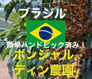 ブラジル ミナス ボンジャルディン農園パルプドナチュラル！コーヒー生豆900g簡単なハンドピック済み！焙煎してません！
