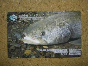 doub* fish Japanese huchen eko Tec telephone card 