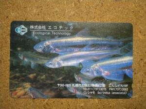 doub* fish shishamo smelt eko Tec telephone card 