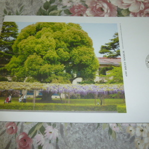 送料込! 2019 東京都 立教女学院 中学校・高等学校 学校案内 (学校パンフレット 学校紹介 私立 中学・高校 女子校 女子高