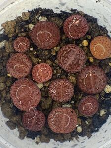 リトープス　メセン 多肉植物 C393A紫石榴玉
