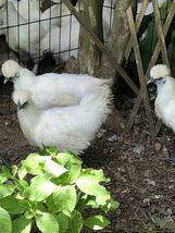 産みたて東京烏骨鶏の有精卵、種卵10個　送料込み（割れ補償込み）_画像1