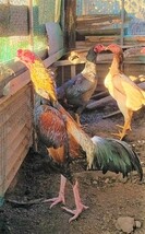 玄翁種大軍鶏の種卵（有精卵）５個_画像3