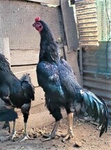 黒種大軍鶏の種卵（有精卵）５個_画像3