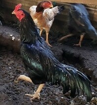 黒種大軍鶏の種卵（有精卵）５個_画像4