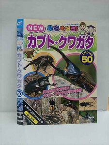 ○012873 レンタルUP：DVD NEW動物大好き！ カブト・クワガタ スペシャル50 12 ※ケース無