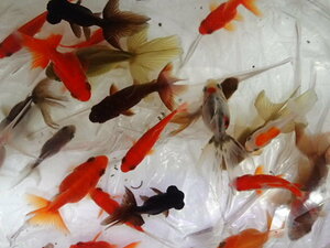 ３匹 金魚ミックス ３から５ＣＭ ＳＭサイズ 淡水魚 熱帯魚 生体 即決 ８０サイズ関東送料８７３円