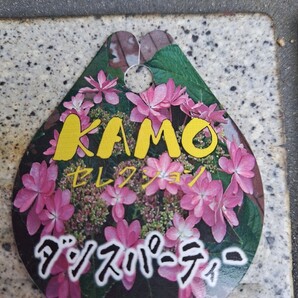 植物 八重咲き紫陽花 ピンク花 挿し穂 2本以上