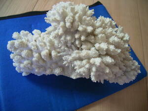 白 サンゴ 珊瑚 置物