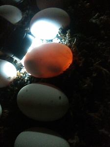 ①ニホンイシガメ　有精卵　２個　　高知県産　常温管理 産卵日 ６月７～１０日　２個別親　日本石亀　卵　亀の卵　玉子　