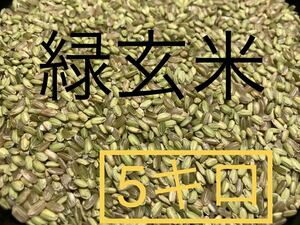 令和3年産　希少な緑玄米（うるち米）5キロ　数量限定