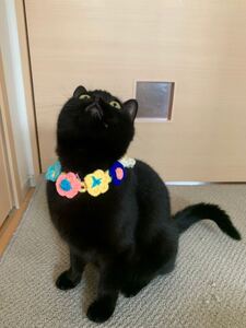 猫用 首輪 毛糸ペットアクセサリー かぎ針編みお花5連ペット用首輪1個