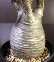 象牙宮　Pachypodium rosulatum v.gracilius　　パキポディウム　　塊根植物　_画像3