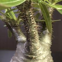 象牙宮　Pachypodium rosulatum v.gracilius　　パキポディウム　　塊根植物　_画像5