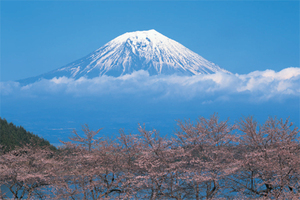 世界文化遺産 富士山/桜 ポスター〔新品〕 TX-1831