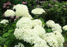 Hydrangea arborescens ‘Annabelle’ アナベル　西洋アジサイ　大株　ハイドランジア_画像2