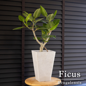 フィカス ベンガルゴム 5号鉢 ゴムの木 ベンガレンシス アルテシマ 観葉植物