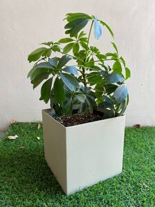 【ハート葉】シェフレラ カポック 観葉植物 【鉢セットの場合+4000円】