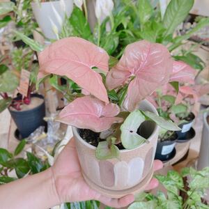観葉植物 シンゴニウムネオン 2株