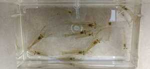 送料無料　テナガエビ　小さいサイズ　30匹　餌用　川エビ　淡水エビ　淡水魚　餌