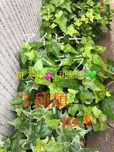 アイビーヘデラカット苗10本