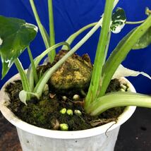 山野草 斑入り クワズイモ Alocasia odora 5本立ち 草木塔No.30_画像4