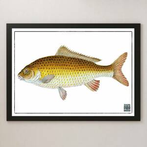 『英国魚類博物誌 1-d』イラスト アート 光沢 ポスター A3 バー カフェ ビンテージ レトロ インテリア 図鑑 海洋生物学 研究 さかな 釣り