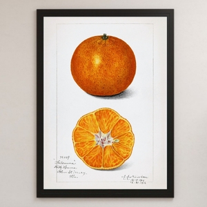 オレンジ フルーツ イラスト アート 光沢 ポスター A3 バー カフェ キッチン ビンテージ インテリア 図鑑 果物 みかん 柑橘 くだもの 料理 